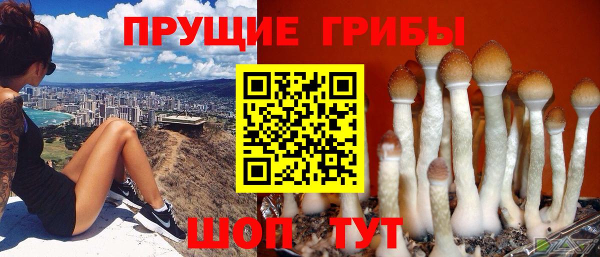 Псилоцибиновые грибы Cubensis Магнитогорск